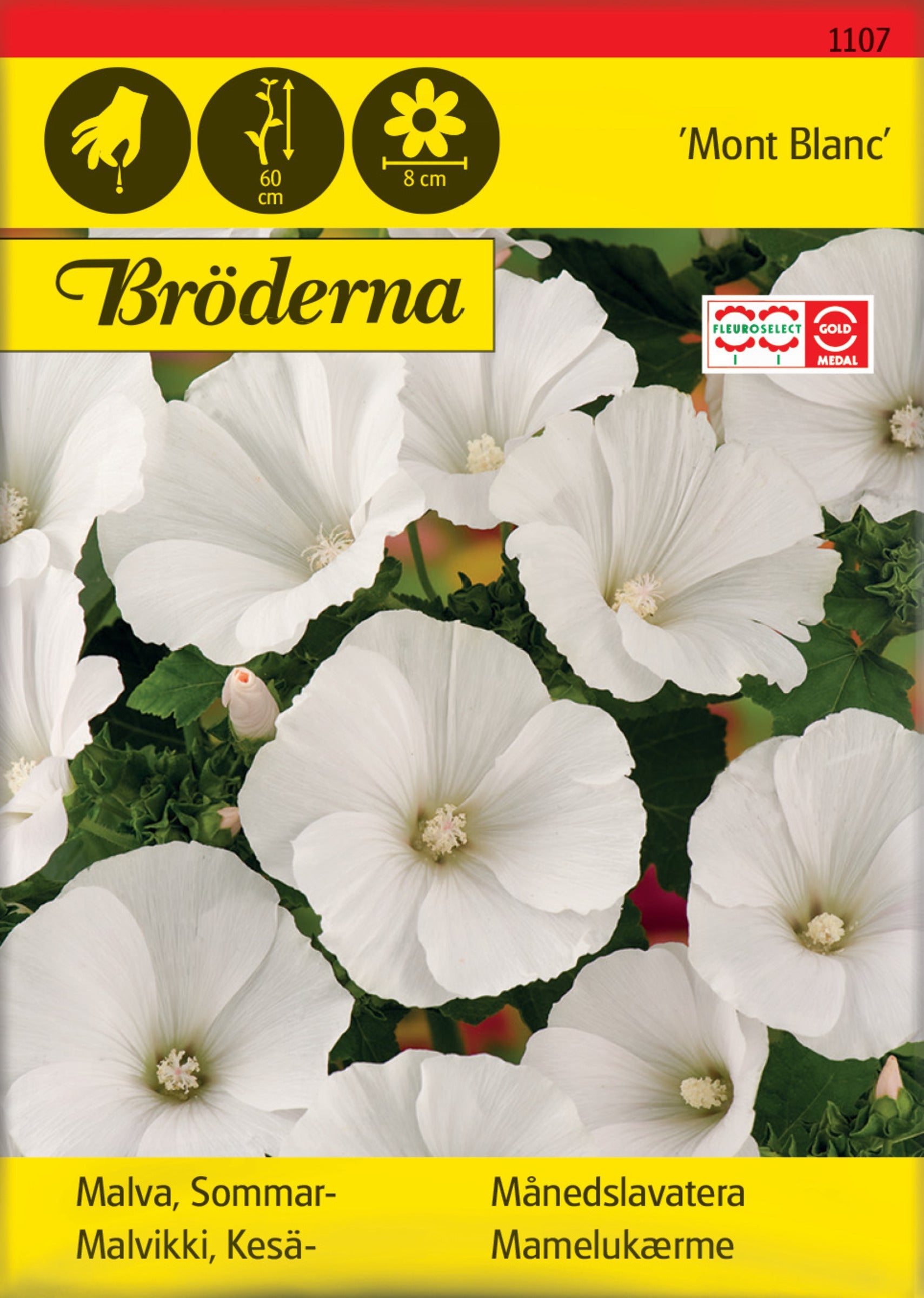 Malva. Sommar-. Mont Blanc. vit
