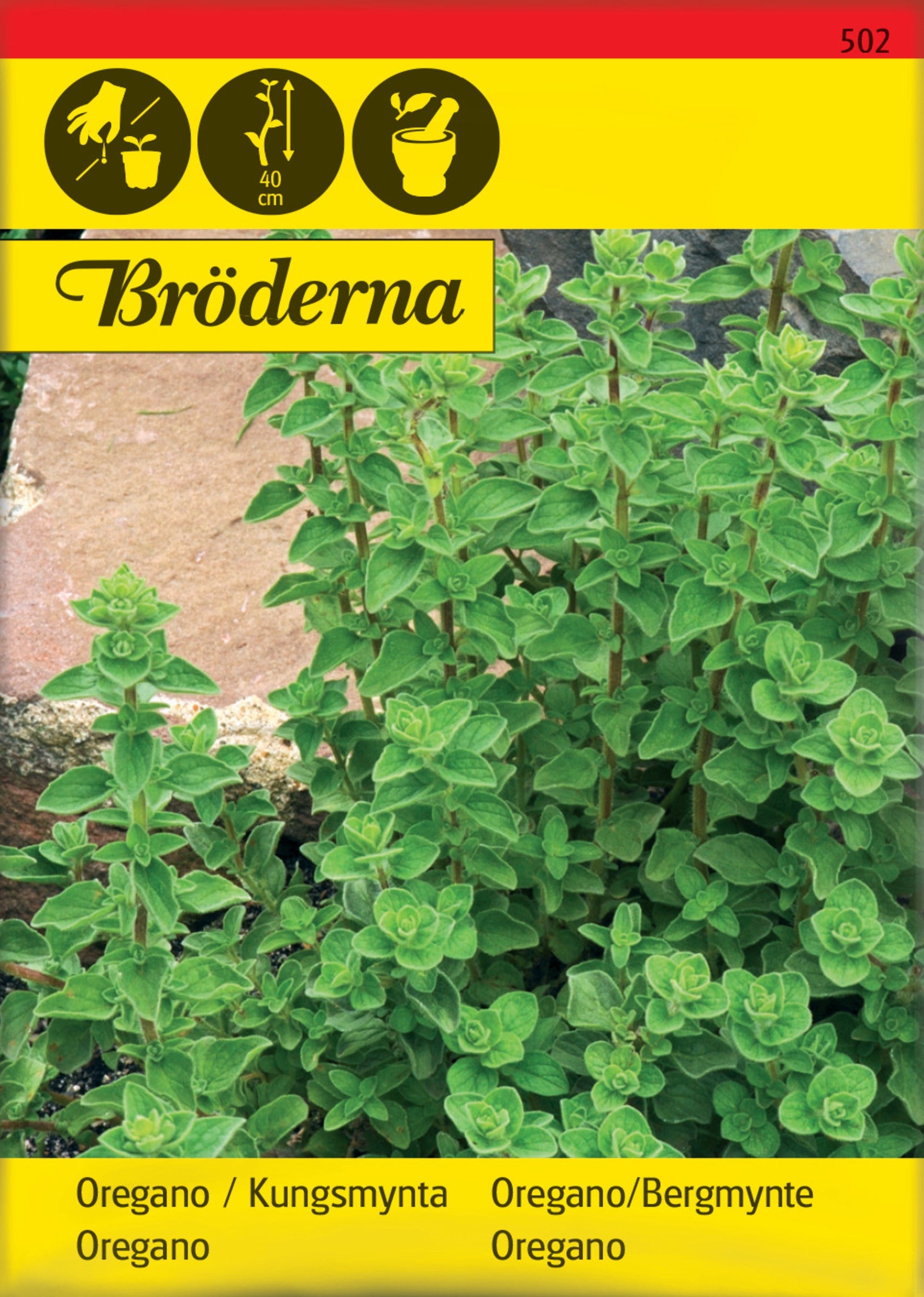 Oregano. Kungsmynta