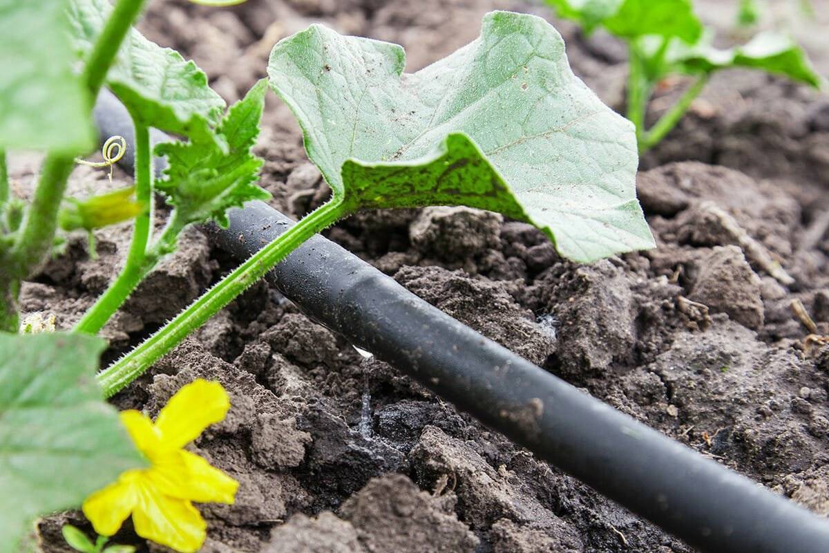 Köp Ecoplant - Startpaket droppslang - Hård slang - 25 meter Thujor.se